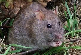 Rat