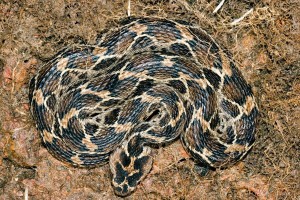 Snake