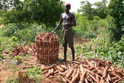 Farmer carefully packing harvested cassava tubers for transportation to the market in Bungu, Tanzania. Cassava is a staple food for food security. Photo by Kanju/IITA. (file name: CA_PR_101).