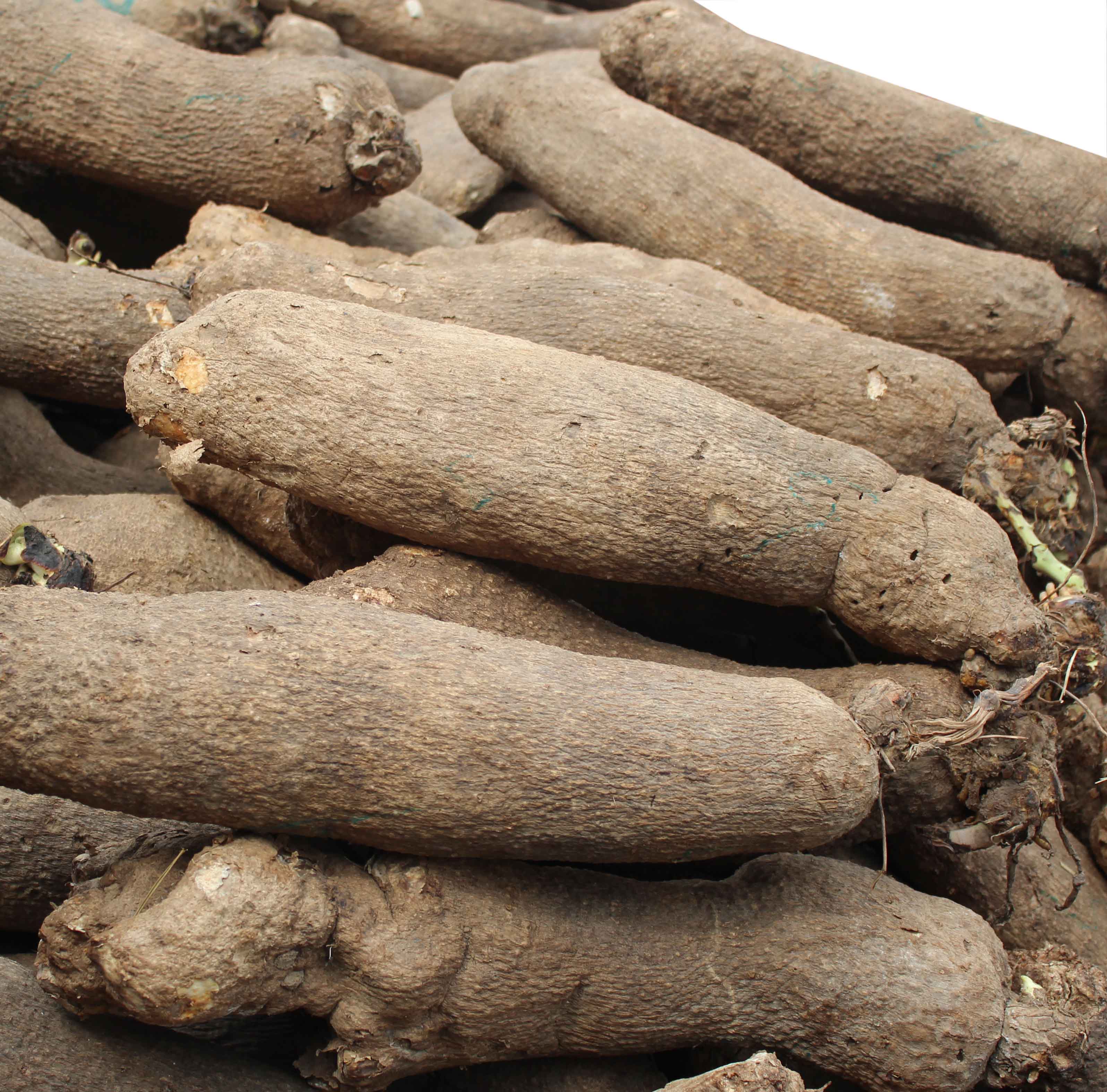 Nigeria Begins Exporting Yam To United Kingdom