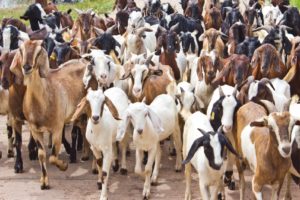 goats2