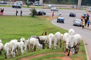 cattle-invade-abuja-fct