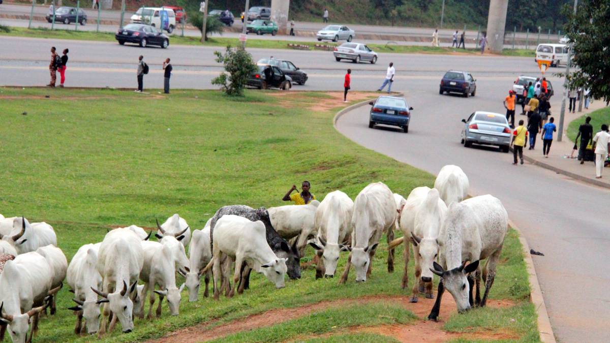 Menace Of Cattle Herders Occupying Abuja Main Streets Worries Government