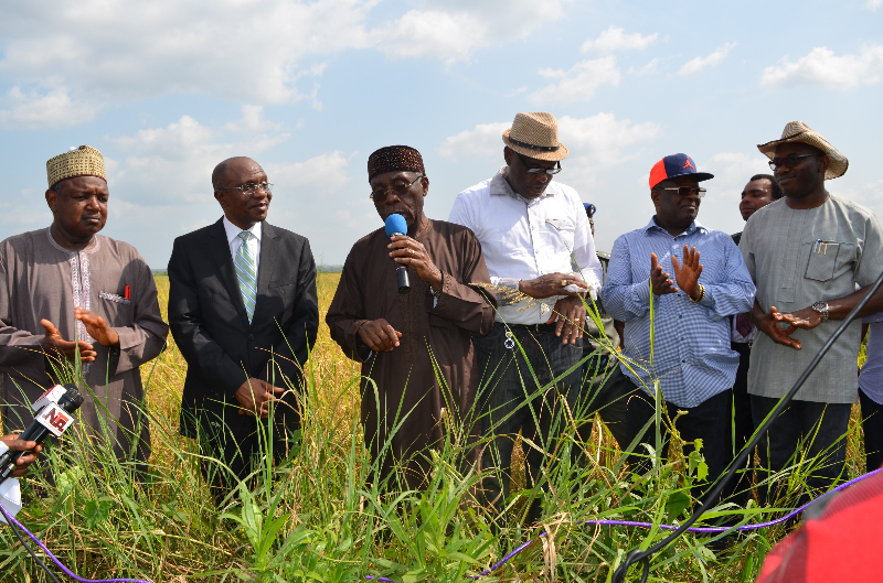 Agric Minister Showers Blessings On Ebonyi Governor For Banning Sale Of Foreign Rice