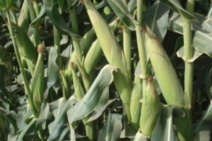 Maize farm