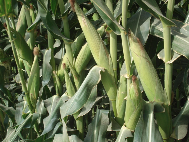 Federal Government Vows To Promote Organic Agriculture In Nigeria