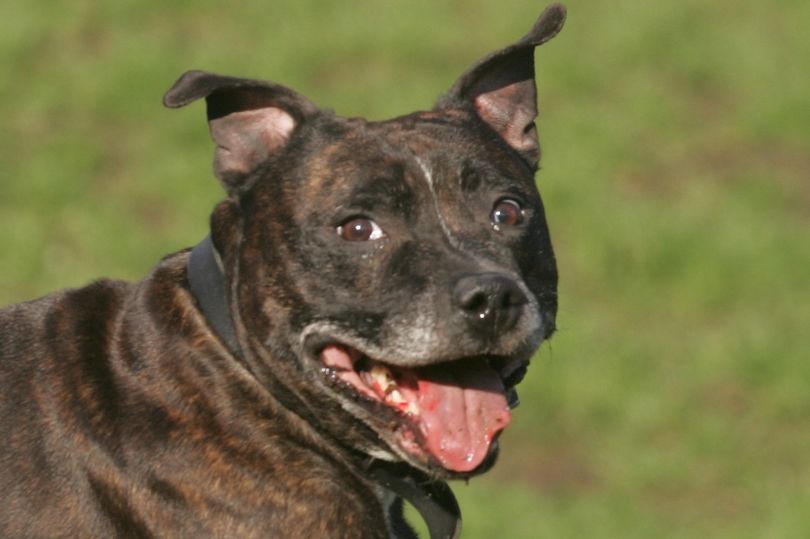 Dog Kills Its Owner In London