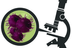gonorrhoeae under microscope