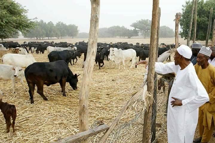 President Buhari On His Farm In Daura Today
