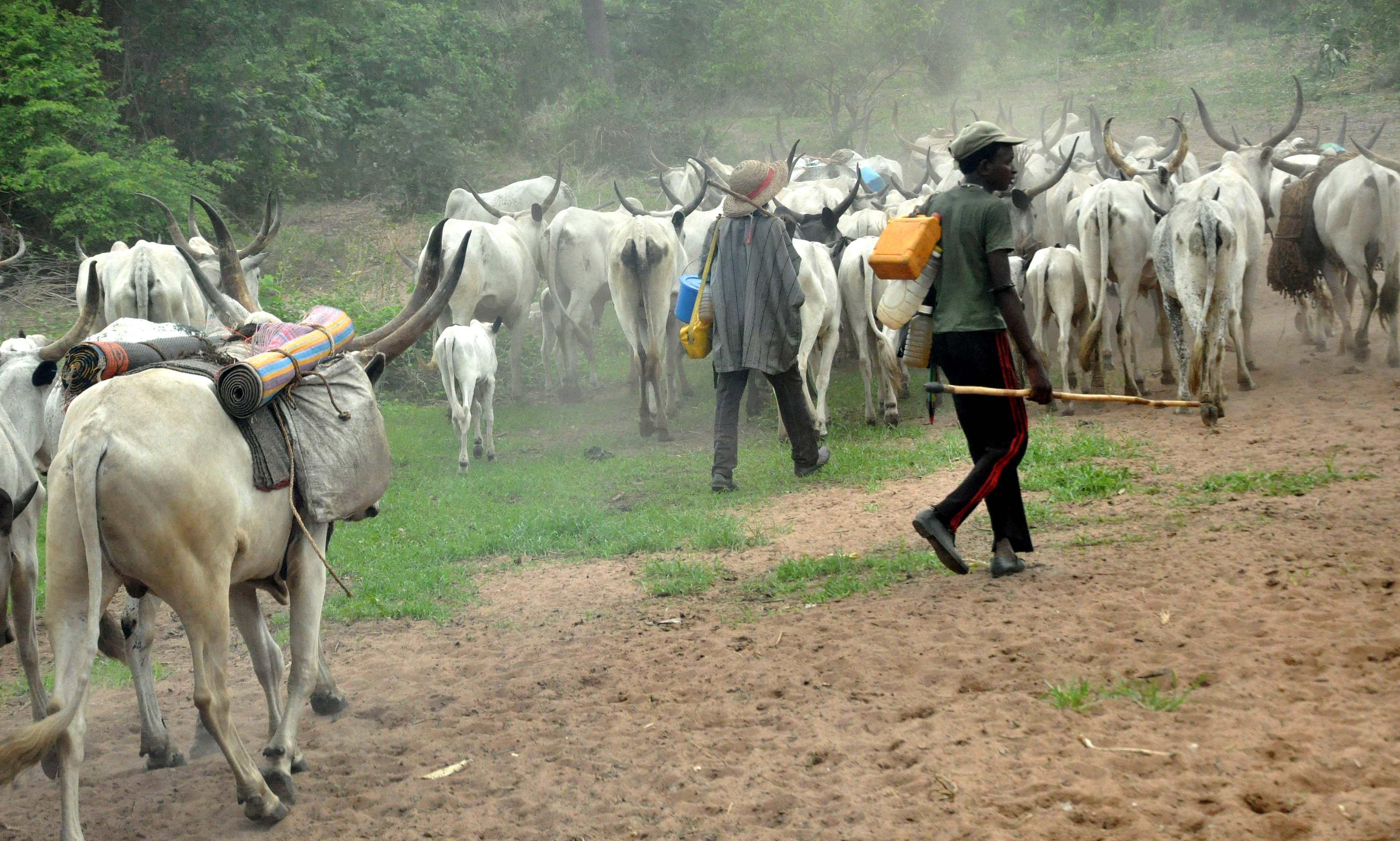 Our Encounter With Fulani Herdsmen, By Emmanuel Yawe