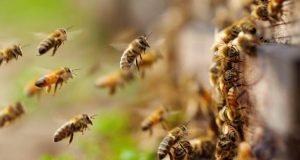 Flying Bees Kill Senior Custom Officer At Badagry, Lagos