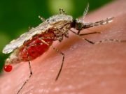 Deadly Malaria: WHO Gives Algeria, Argentina Clean Bill Of Health