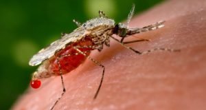 Deadly Malaria: WHO Gives Algeria, Argentina Clean Bill Of Health