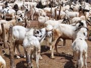 Hours To Sallah: Prices Of Rams, Food Stuffs Break Through The Roof