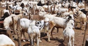 Hours To Sallah: Prices Of Rams, Food Stuffs Break Through The Roof