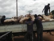 Abuja Task Team Impounds 79 Rams From Roadside Traders