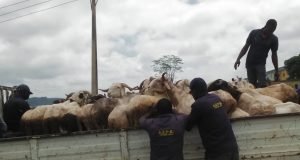Abuja Task Team Impounds 79 Rams From Roadside Traders