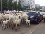 Ebonyi Gov Bans Cattle Roaming The Streets, Says It’s Embarrassing