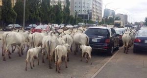 Ebonyi Gov Bans Cattle Roaming The Streets, Says It’s Embarrassing