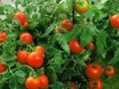Prices Of Tomatoes Crash From N150,000 To N60,000: Pepper Too