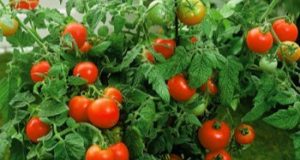 Agric Minister Announces Outbreak Of Tomato Ebola Infection In Nigeria