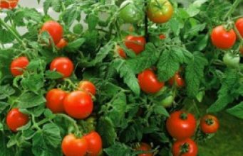 Outbreak Of Tomato Pest Hits Kano, Legislature Calls For Urgent Intervention