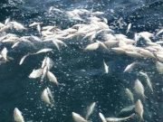 Environmentalist Seeks Probe Into Cause Of Dead Fishes On Bayelsa Shoreline