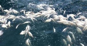 Environmentalist Seeks Probe Into Cause Of Dead Fishes On Bayelsa Shoreline