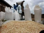 Despite Insecurity, Farmers Set To Produce 23 Million Metric Tonnes Of Maize This Year