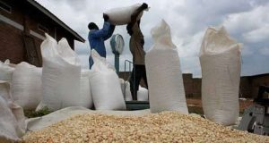 Despite Insecurity, Farmers Set To Produce 23 Million Metric Tonnes Of Maize This Year