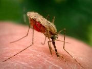 Nigeria Establishes Task Force To Kick Out Malaria
