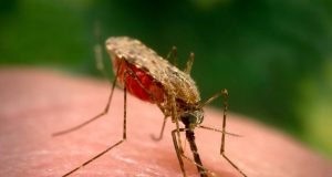 Nigeria Establishes Task Force To Kick Out Malaria