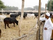 Buhari Turns “Father Christmas”, Distributes Cows, Rice, Cash In Daura
