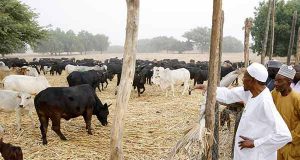 Buhari Turns “Father Christmas”, Distributes Cows, Rice, Cash In Daura