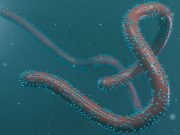 WHO Raises Alarm As Marburg Virus, Deadlier Than Ebola Emerges, May Spread Fast