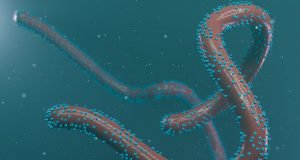 WHO Raises Alarm As Marburg Virus, Deadlier Than Ebola Emerges, May Spread Fast
