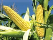 ABU Agric Research Institute Develops New Maize Variety For Nigeria