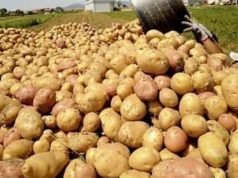 Plateau Potato Value-Chain Hosts Expo On Modern Farming Nov. 18