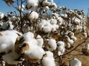 We Want Regulatory Body For Cotton Production In Nigeria, Group Appeals To Federal Govt
