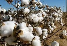 We Want Regulatory Body For Cotton Production In Nigeria, Group Appeals To Federal Govt