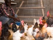Nigeria Company, Agritech, Moves To Revolutionise Poultry Industry In The Country
