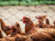 Chicken Priced Out Of Reach Of Many Christians For Christmas