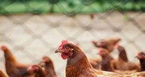 Chicken Priced Out Of Reach Of Many Christians For Christmas