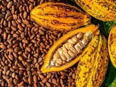 Research Body Floods Nigeria With 300,000 Hybrid Cocoa Seedlings, 500,000 More Coming