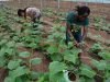 How Green Revolution Failed Africa To Reduce Hunger After 20 Years – Reports