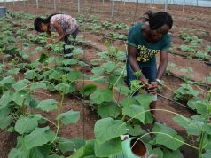 Agency Holds Agric Workshop On Climate Information Services To Farmers