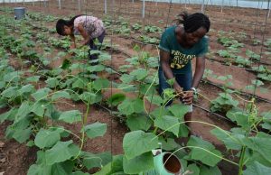 How Green Revolution Failed Africa To Reduce Hunger After 20 Years – Reports