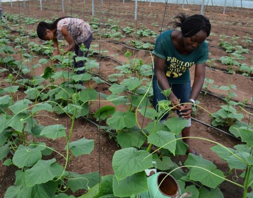 How Green Revolution Failed Africa To Reduce Hunger After 20 Years – Reports