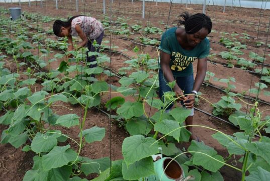 How Green Revolution Failed Africa To Reduce Hunger After 20 Years – Reports