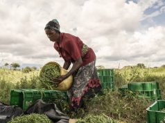 Agric Body Moves To Establish Markets For Vegetables To Stem Post-Harvest Losses